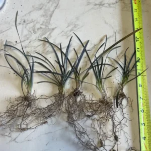 Black Mondo Grass Bareroot - Ophiopogon planiscapus 'Nigrescens' - Outdoor Plant - Image 4