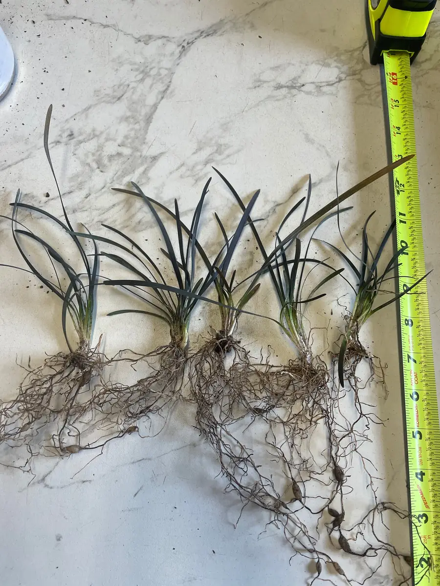Black Mondo Grass Bareroot - Ophiopogon planiscapus 'Nigrescens' - Outdoor Plant - Image 4
