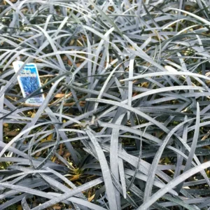 Black Mondo Grass Live Plant - 100 Potted 2.5 Inch Containers, Outdoor - Image 3