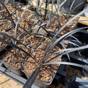 Black Mondo Grass Live Plant - 20x 2.5 Inch Pots - Evergreen Ornamental Groundcover - Image 2