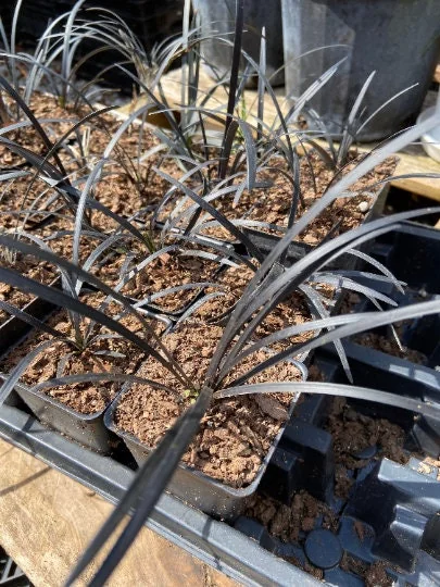 Black Mondo Grass Live Plant - 20x 2.5 Inch Pots - Evergreen Ornamental Groundcover - Image 2