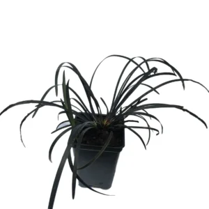 Black Mondo Grass Live Plant - 20x 2.5 Inch Pots - Evergreen Ornamental Groundcover - Image 3