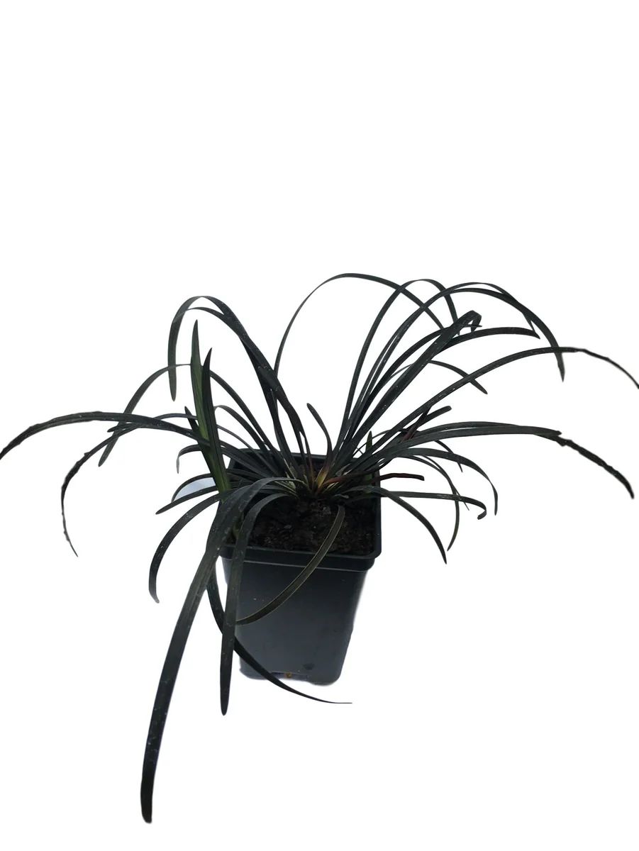 Black Mondo Grass Live Plant - 20x 2.5 Inch Pots - Evergreen Ornamental Groundcover - Image 3