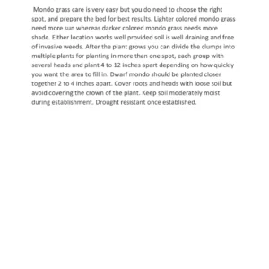 Black Mondo Grass Live Plant - 20x 2.5 Inch Pots - Evergreen Ornamental Groundcover - Image 5