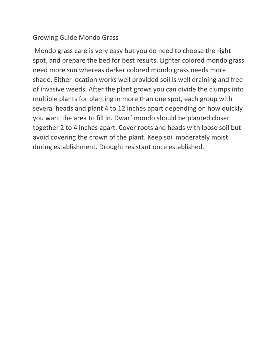 Black Mondo Grass Live Plant - 20x 2.5 Inch Pots - Evergreen Ornamental Groundcover - Image 5