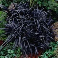 Black Mondo Grass Live Plant - 20x 2.5 Inch Pots - Evergreen Ornamental Groundcover - Image 1