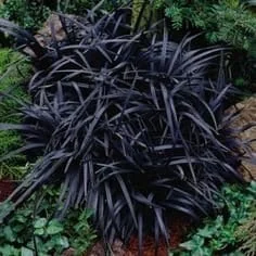 Black Mondo Grass Live Plant - 2.5 inch Pot - Ophiopogon planiscapus 'Nigrescens' - Image 1