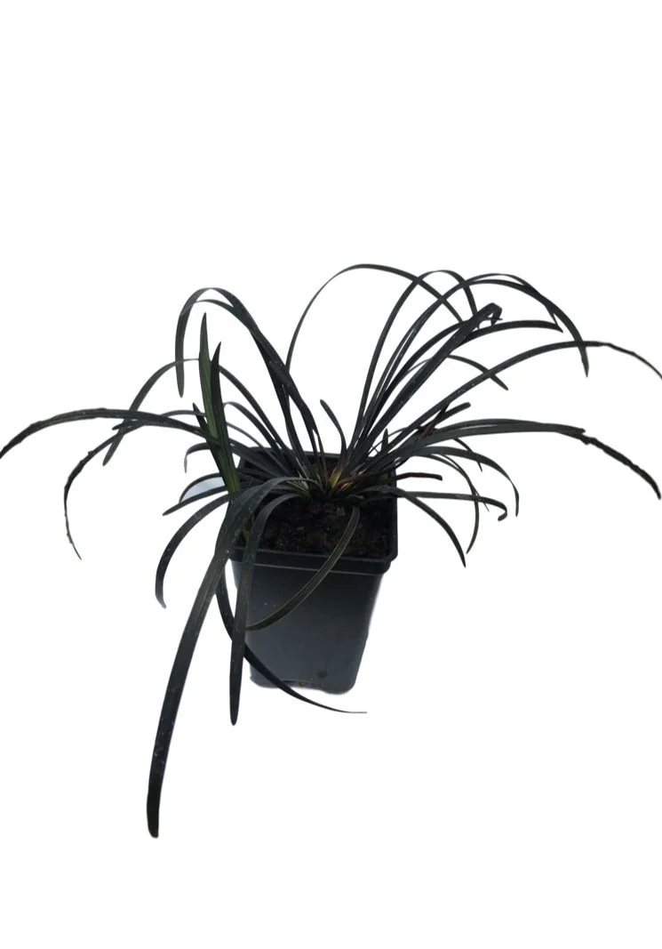Black Mondo Grass Live Plant, 4-Pack, 2.5 inch Pot, Evergreen Ornamental Grass, Outdoor - Image 2