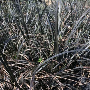 Black Mondo Grass Live Plant, 4-Pack, 2.5 inch Pot, Evergreen Ornamental Grass, Outdoor - Image 3