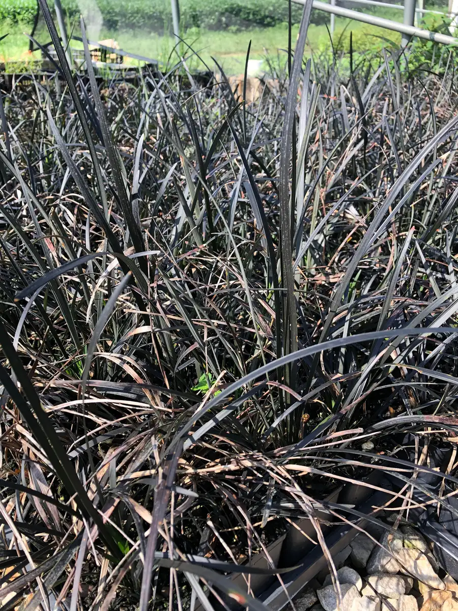 Black Mondo Grass Live Plant, 4-Pack, 2.5 inch Pot, Evergreen Ornamental Grass, Outdoor - Image 3