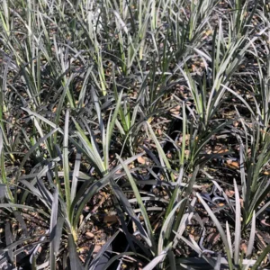 Black Mondo Grass Live Plant, 4-Pack, 2.5 inch Pot, Evergreen Ornamental Grass, Outdoor - Image 4