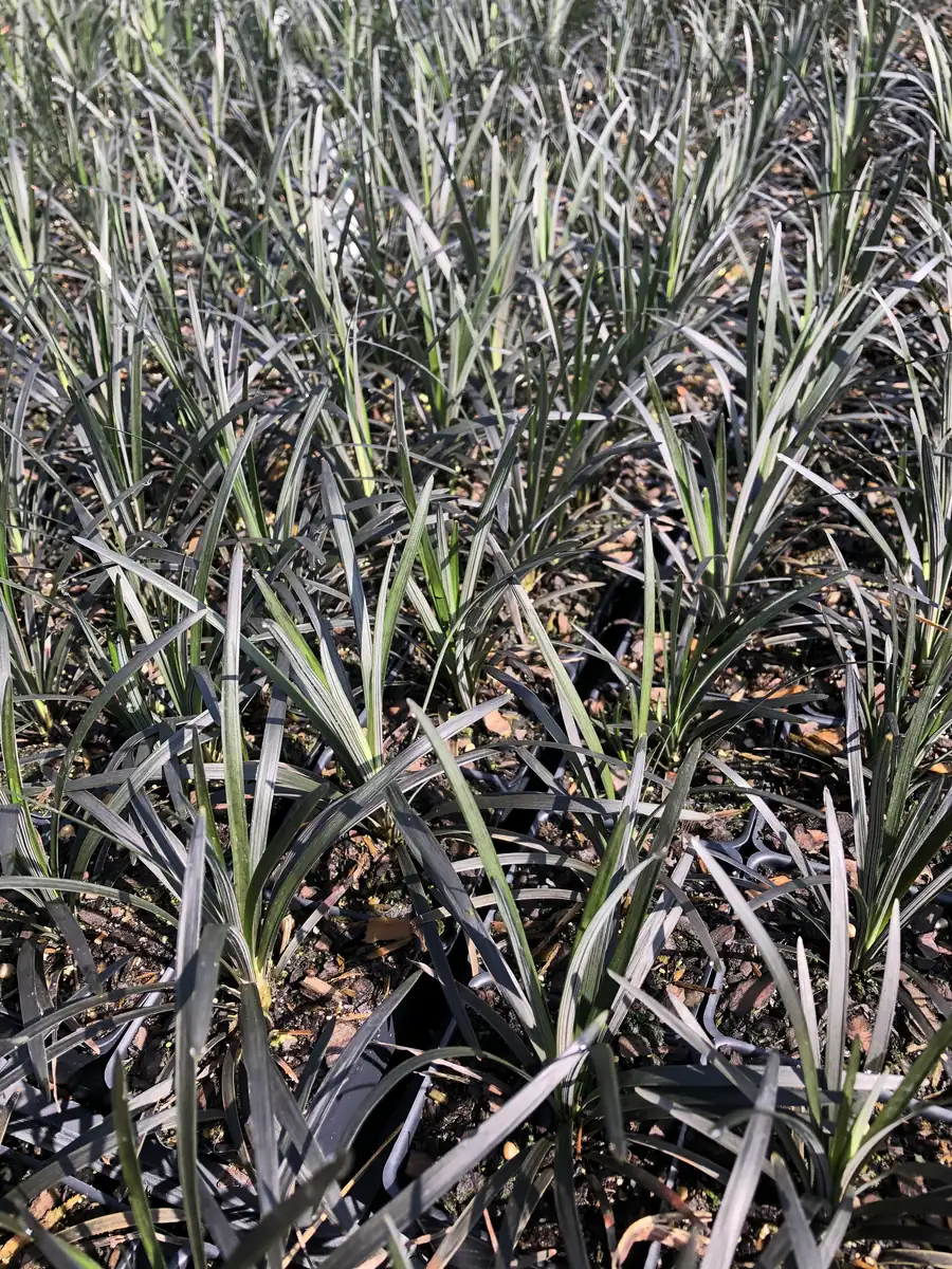 Black Mondo Grass Live Plant, 4-Pack, 2.5 inch Pot, Evergreen Ornamental Grass, Outdoor - Image 4