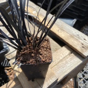 Black Mondo Grass Live Plants - 10-Pack, 2.5-inch Pots, Outdoor Perennial - Image 2