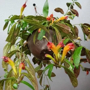 Black Pagoda Lipstick Live Plant - 4-6" Tall - 2" Pot - Aeschynanthus longicaulis - Hanging Houseplant - Image 2