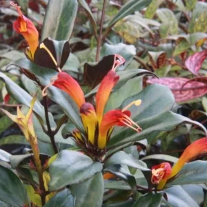 Black Pagoda Lipstick Live Plant - 4-6