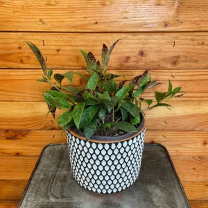 Black Pagoda Lipstick Live Plant - 4-6