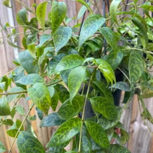 Black Pagoda Lipstick Live Plant - 4-6