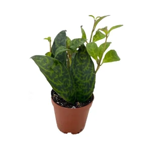 Black Pagoda Lipstick Vine Live Plant – Aeschynanthus marmoratus – 2" Pot Indoor - Image 2