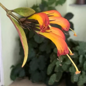 Black Pagoda Lipstick Vine Live Plant – Aeschynanthus marmoratus – 2