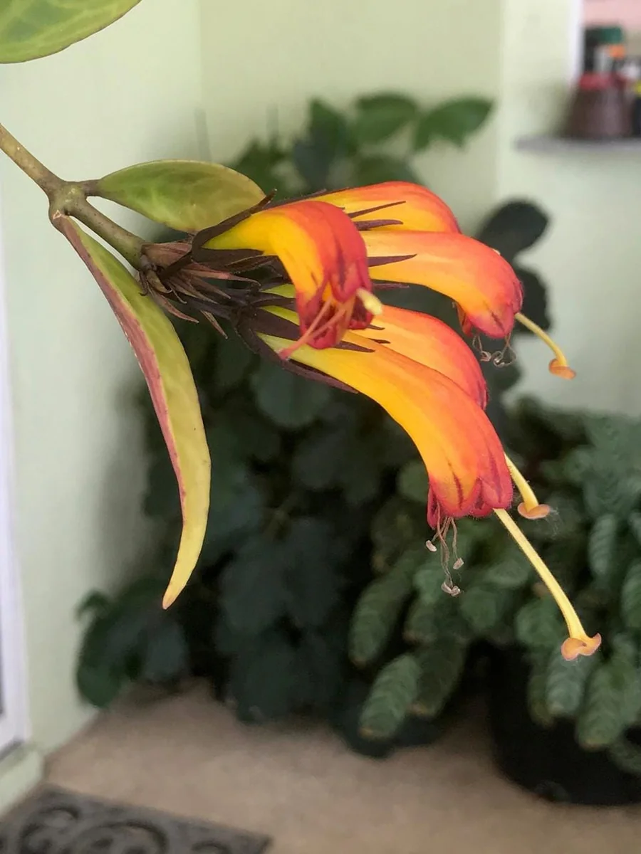 Black Pagoda Lipstick Vine Live Plant – Aeschynanthus marmoratus – 2" Pot Indoor - Image 3