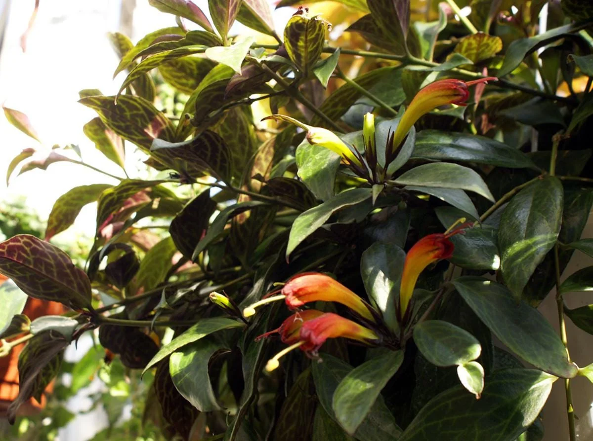 Black Pagoda Lipstick Vine Live Plant – Aeschynanthus marmoratus – 2" Pot Indoor - Image 4
