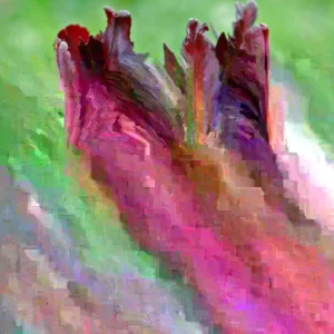 Black Parrot Tulip Bulbs - 10 Count Unique Flowers Spring Garden - Image 3