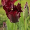 Black Parrot Tulip Bulbs - Tulipa 'Black Parrot' - Dark Purple Blooms - 18-20 Inches Tall - Outdoor - Image 1