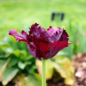 Black Parrot Tulip Bulbs - Tulipa 'Black Parrot' - Dark Purple Blooms - 18-20 Inches Tall - Outdoor - Image 2