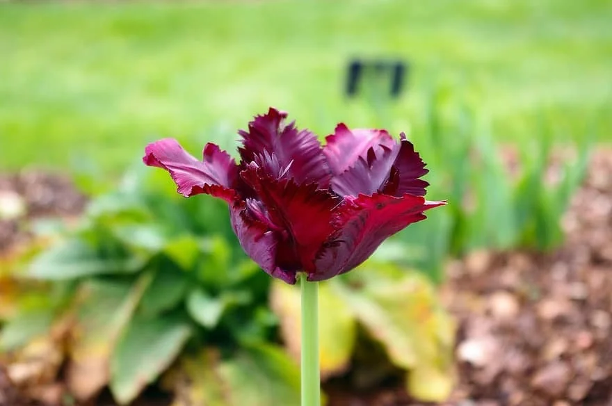 Black Parrot Tulip Bulbs - Tulipa 'Black Parrot' - Dark Purple Blooms - 18-20 Inches Tall - Outdoor - Image 2