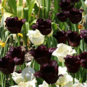 Black Parrot Tulip Bulbs - Tulipa 'Black Parrot' - Dark Purple Blooms - 18-20 Inches Tall - Outdoor - Image 4