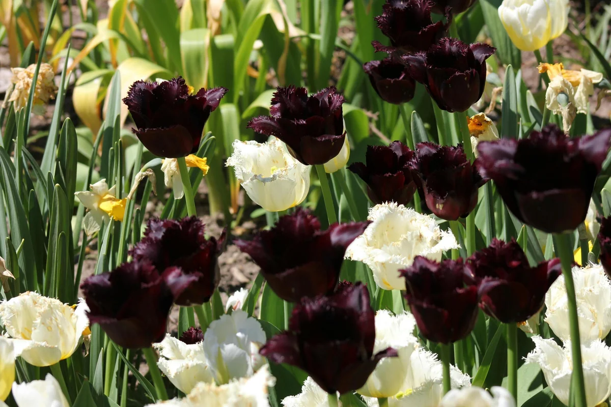 Black Parrot Tulip Bulbs - Tulipa 'Black Parrot' - Dark Purple Blooms - 18-20 Inches Tall - Outdoor - Image 4