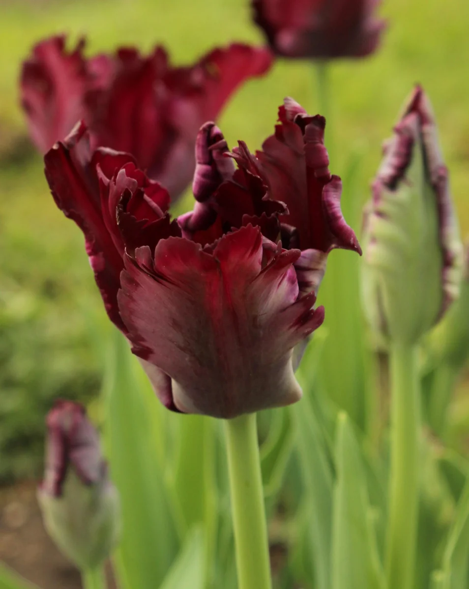 Black Parrot Tulip Bulbs - Tulipa 'Black Parrot' - Dark Purple Blooms - 18-20 Inches Tall - Outdoor - Image 1