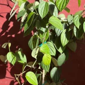 Black Pepper Live Plant 10" Pot - Piper nigrum Vine for Peppercorns - Image 2