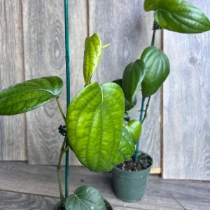 Black Pepper Live Plant (Piper nigrum) – 4 inch Pot – Edible Vine - Image 10