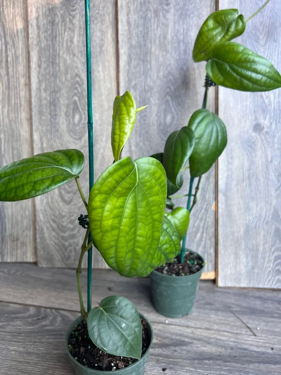 Black Pepper Live Plant (Piper nigrum) – 4 inch Pot – Edible Vine - Image 10