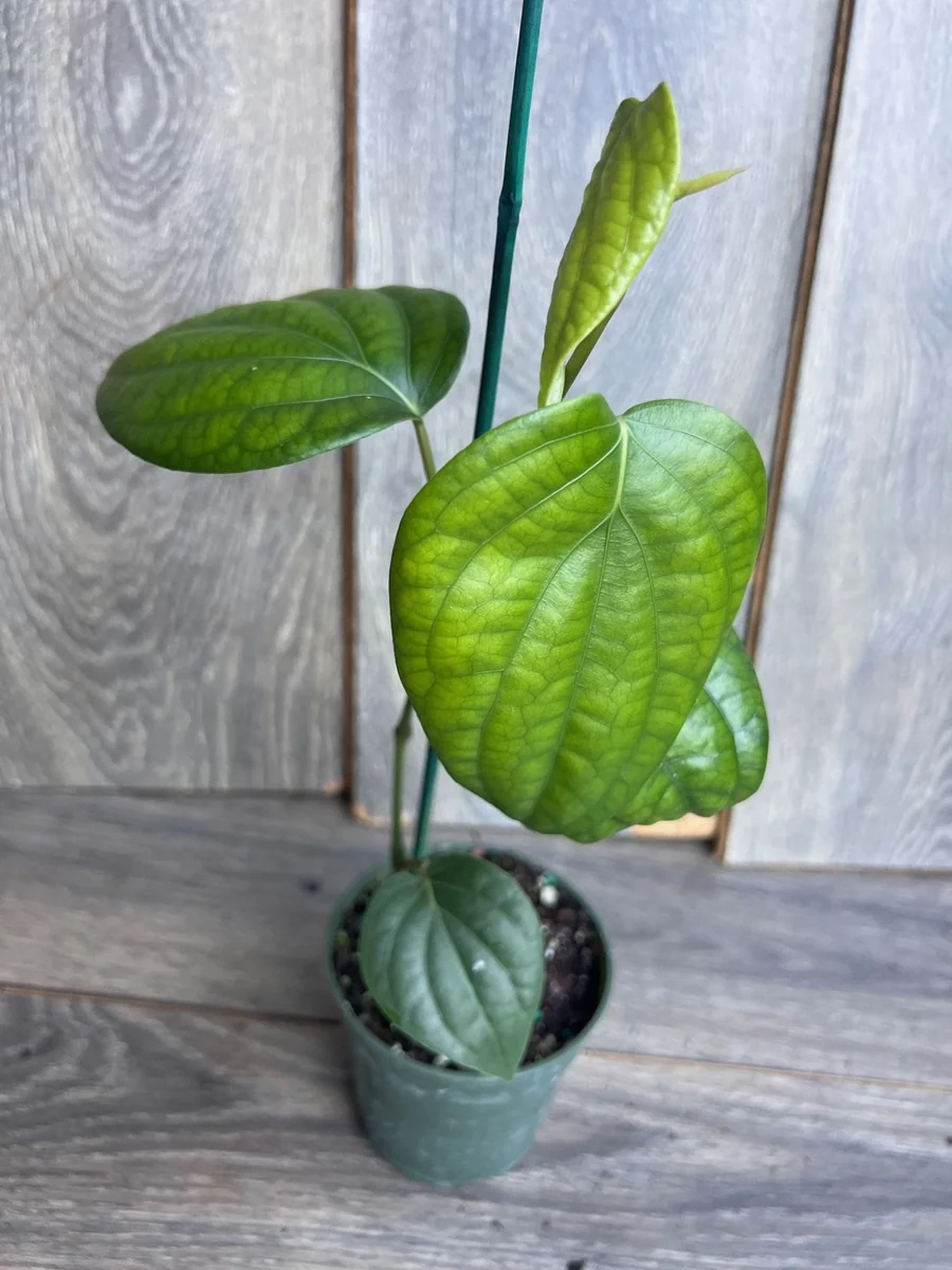 Black Pepper Live Plant (Piper nigrum) – 4 inch Pot – Edible Vine - Image 3