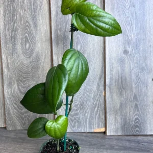 Black Pepper Live Plant (Piper nigrum) – 4 inch Pot – Edible Vine - Image 4