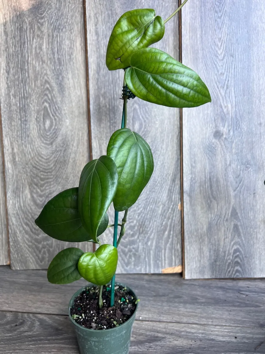 Black Pepper Live Plant (Piper nigrum) – 4 inch Pot – Edible Vine - Image 4