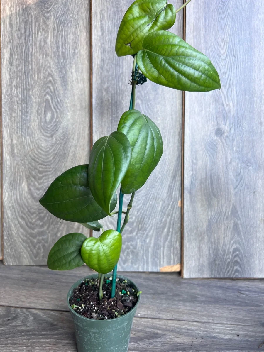 Black Pepper Live Plant (Piper nigrum) – 4 inch Pot – Edible Vine - Image 6