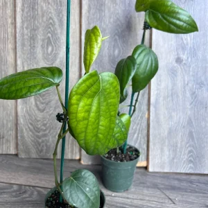 Black Pepper Live Plant (Piper nigrum) – 4 inch Pot – Edible Vine - Image 7