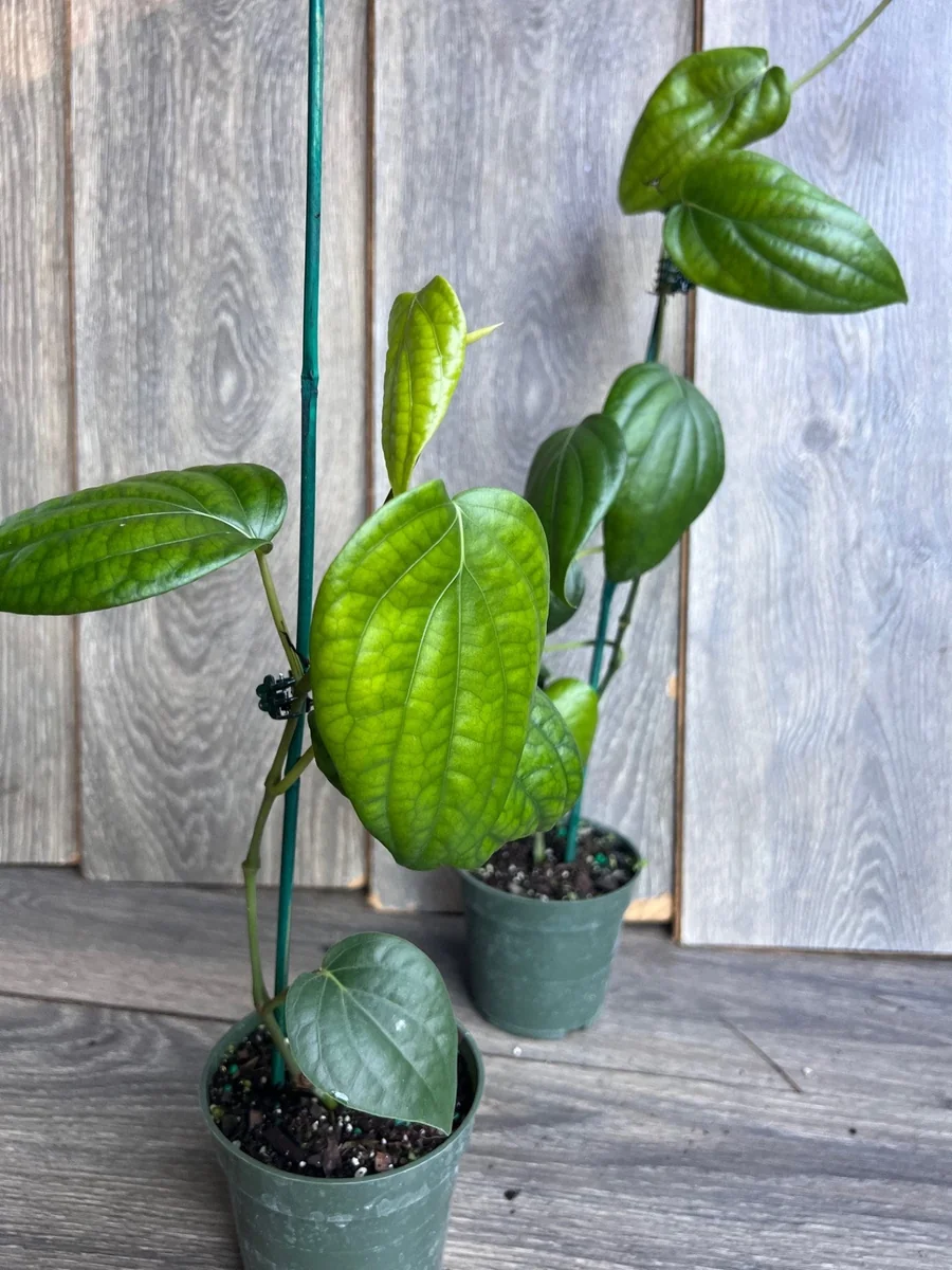 Black Pepper Live Plant (Piper nigrum) – 4 inch Pot – Edible Vine - Image 7