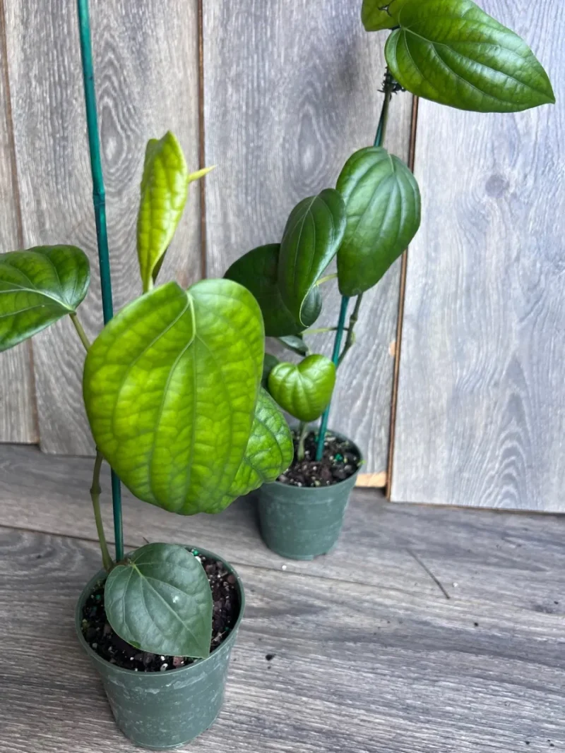 lighted indoor plants LTD Commodities Lighted Flower Indoor Potted Plant