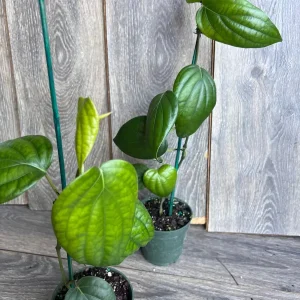 Black Pepper Live Plant (Piper nigrum) – 4 inch Pot – Edible Vine - Image 9