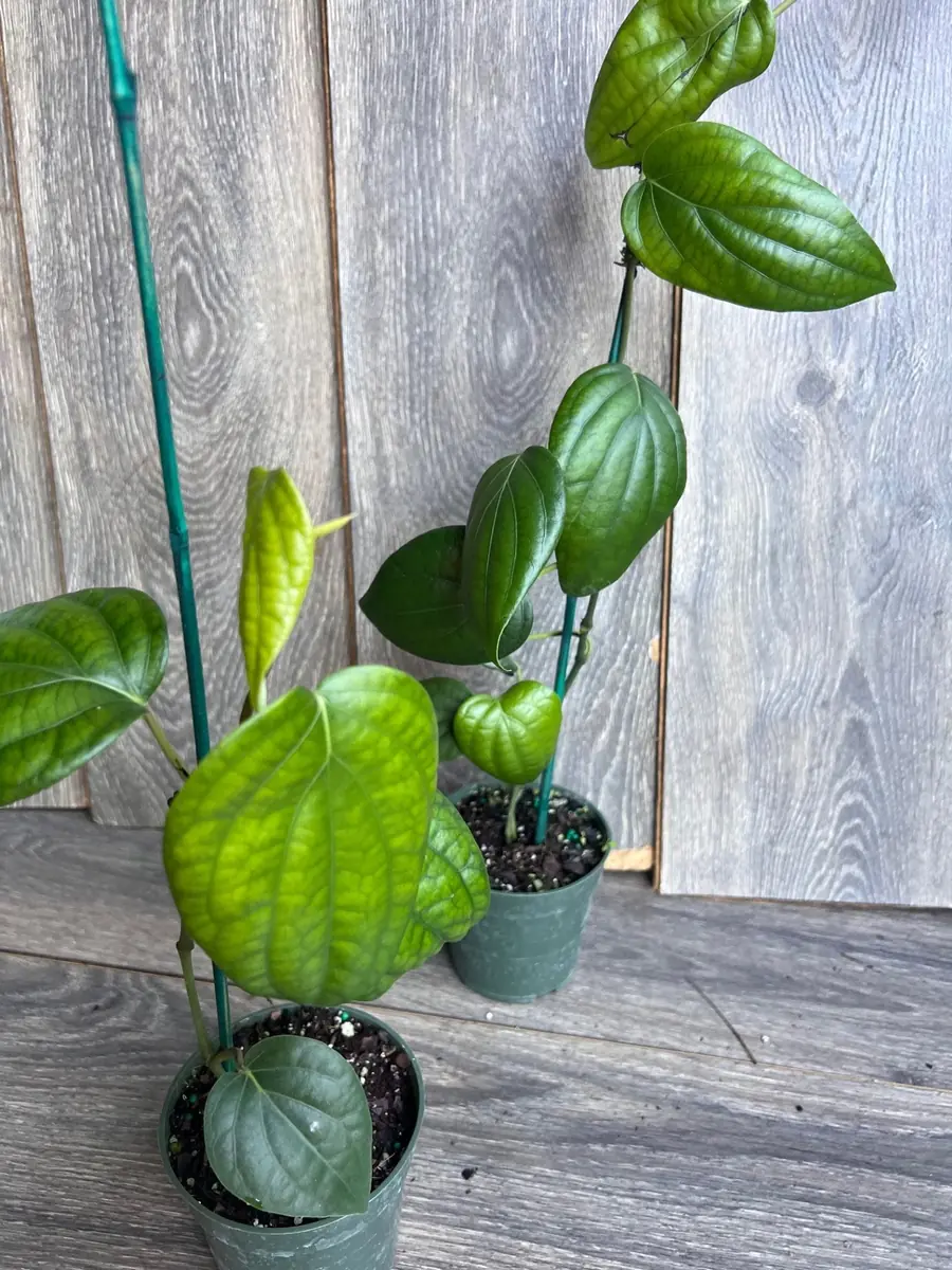 Black Pepper Live Plant (Piper nigrum) – 4 inch Pot – Edible Vine - Image 9