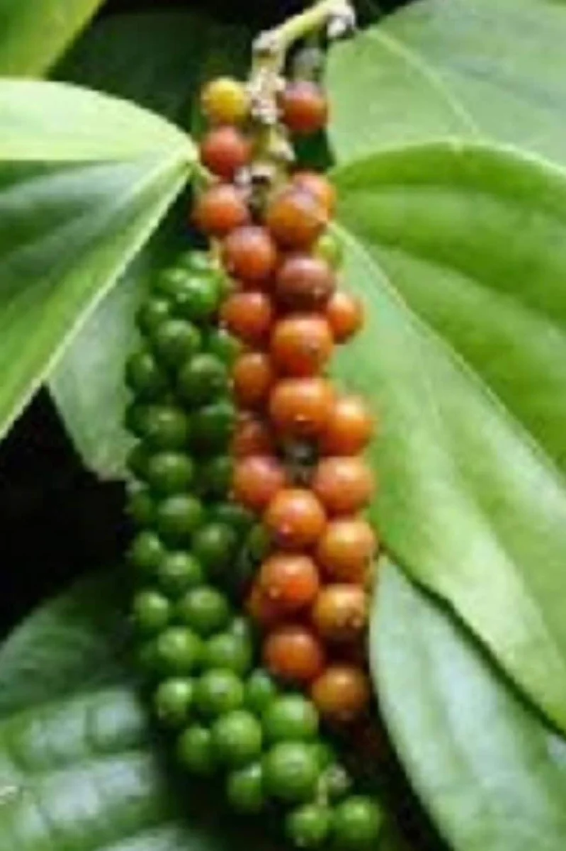 Black Pepper Live Plant (Piper nigrum) – 4 inch Pot – Edible Vine - Image 1