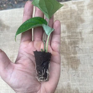 Black Pepper Live Plant (Piper nigrum) - Grow Your Own Spice Vine - Image 6