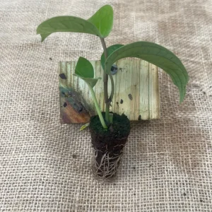 Black Pepper Live Plant (Piper nigrum) - Grow Your Own Spice Vine - Image 7