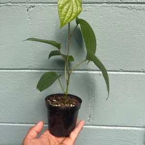 Black Pepper Live Plant (Piper nigrum) - Grow Your Own Spice Vine - Image 8