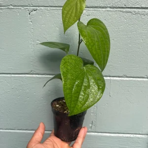 Black Pepper Live Plant (Piper nigrum) - Grow Your Own Spice Vine - Image 9