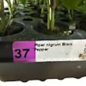 Black Pepper Live Plant - Piper Nigrum Starter Plant Edible Perennial - Image 3